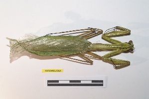  (Macromantis saussurei - NMMAN11-0914)  @11 [ ] Copyright (2023) Nicolas Moulin Research Collection of Nicolas Moulin