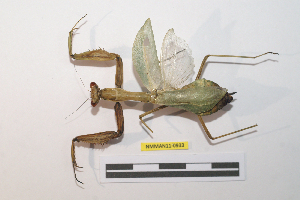  ( - NMMAN11-0933)  @11 [ ] Copyright (2024) Nicolas Moulin Research Collection of Nicolas Moulin