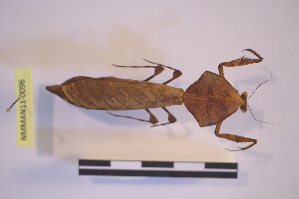  (Deroplatys truncata - NMMAN11-0096)  @11 [ ] Unspecified (default): All Rights Reserved  Unspecified Unspecified