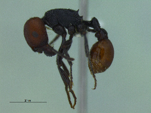  (Pogonomyrmex sp. CIP01 - MACN-Bar-Ins-ct 2977)  @13 [ ] Unspecified (default): All Rights Reserved  Unspecified Unspecified