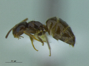  (Brachymyrmex sp. CIP01 - MACN-Bar-Ins-ct 2987)  @13 [ ] Unspecified (default): All Rights Reserved  Unspecified Unspecified