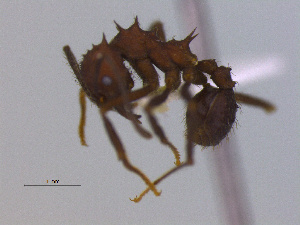  (Acromyrmex hispidus - MACN-Bar-Ins-ct 3003)  @11 [ ] Unspecified (default): All Rights Reserved  Unspecified Unspecified