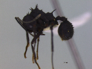  (Acromyrmex lobicornis - MACN-Bar-Ins-ct 3015)  @14 [ ] Unspecified (default): All Rights Reserved  Unspecified Unspecified