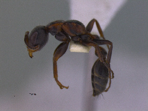  (Pseudomyrmex sp. CIP01 - MACN-Bar-Ins-ct 3038)  @11 [ ] Unspecified (default): All Rights Reserved  Unspecified Unspecified