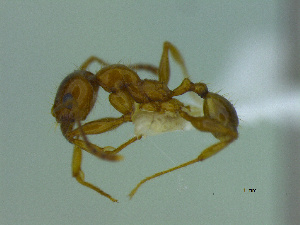  (Pheidole spininodis - MACN-Bar-Ins-ct 3172)  @11 [ ] Unspecified (default): All Rights Reserved  Unspecified Unspecified
