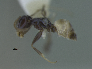  (Dorymyrmex albiventris - MACN-Bar-Ins-ct 3207)  @11 [ ] Unspecified (default): All Rights Reserved  Unspecified Unspecified