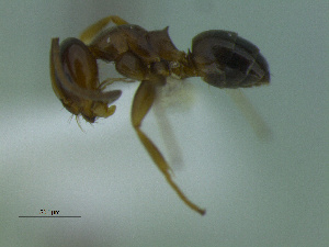  (Dorymyrmex carettei - MACN-Bar-Ins-ct 3220)  @11 [ ] Unspecified (default): All Rights Reserved  Unspecified Unspecified