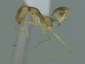  (Dorymyrmex flavescens - MACN-Bar-Ins-ct 3250)  @11 [ ] Unspecified (default): All Rights Reserved  Unspecified Unspecified