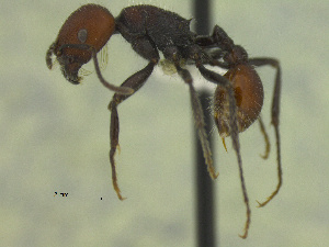  (Pogonomyrmex rastratus - MACN-Bar-Ins-ct 3319)  @14 [ ] Unspecified (default): All Rights Reserved  Unspecified Unspecified