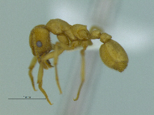  (Kalathomyrmex emeryiP129c - MACN-Bar-Ins-ct 3384)  @11 [ ] Unspecified (default): All Rights Reserved  Unspecified Unspecified