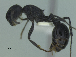  (Pogonomyrmex carbonarius - MACN-Bar-Ins-ct 3387)  @11 [ ] Unspecified (default): All Rights Reserved  Unspecified Unspecified