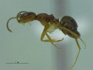  (Dorymyrmex antarcticus - MACN-Bar-Ins-ct 3402)  @11 [ ] Unspecified (default): All Rights Reserved  Unspecified Unspecified