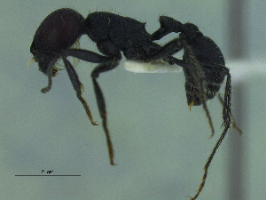  (Pogonomyrmex vermiculatus - MACN-Bar-Ins-ct 3430)  @11 [ ] Unspecified (default): All Rights Reserved  Unspecified Unspecified