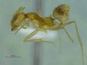  (Dorymyrmex ensiferAc32a - MACN-Bar-Ins-ct 3436)  @11 [ ] Unspecified (default): All Rights Reserved  Unspecified Unspecified