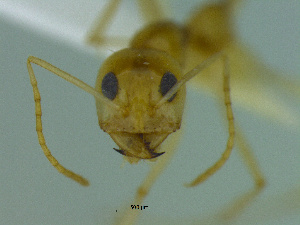  (Dorymyrmex ensiferM45c - MACN-Bar-Ins-ct 3444)  @11 [ ] Unspecified (default): All Rights Reserved  Unspecified Unspecified