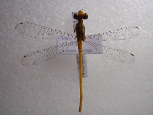  (Ceriagrion coromandelianum - NIBGE ODO-00147)  @14 [ ] CreativeCommons - Attribution Non-Commercial Share-Alike (2010) Muhammad Ashfaq National Institute for Biotechnology and Genetic Engineering Faisalabad Pakistan