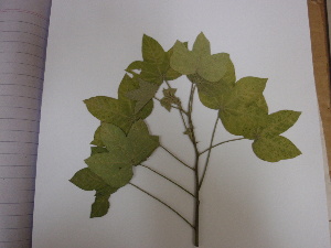  (Gossypium tomentosum - NIBGE-Cot-92)  @11 [ ] Copyright (2010) M. Ashfaq, NIBGE, Faisalabad, Pakistan NIBGE, Faisalabad, Pakistan