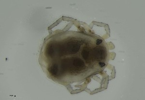  ( - MARB_UIB_1032)  @11 [ ] copyright (2023) Bergen Museum Bergen Museum