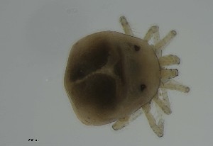  ( - MARB_UIB_668)  @11 [ ] copyright (2023) Bergen Museum Bergen Museum