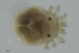  ( - MARB_UIB_669)  @11 [ ] copyright (2023) Bergen Museum Bergen Museum