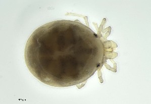  ( - MARB_UIB_781)  @11 [ ] copyright (2023) Bergen Museum Bergen Museum