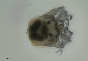  ( - MARB_UIB_907)  @11 [ ] copyright (2023) Bergen Museum Bergen Museum