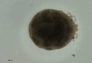  ( - MARB_UIB_913)  @11 [ ] copyright (2023) Bergen Museum Bergen Museum