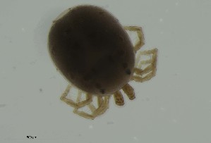  ( - MARB_UIB_951)  @11 [ ] copyright (2023) Bergen Museum Bergen Museum