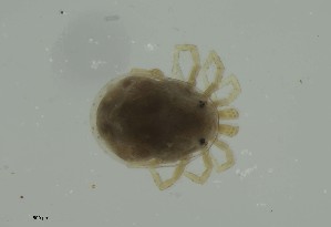  ( - MARB_UIB_952)  @11 [ ] copyright (2023) Bergen Museum Bergen Museum