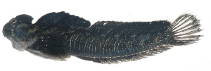  (Alticus simplicirrus - MARQ-178)  @11 [ ] CreativeCommons  Attribution Non-Commercial (by-nc) (2011) Unspecified Smithsonian Institution National Museum of Natural History
