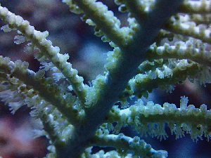  ( - RMNH.COEL.42450)  @11 [ ] CreativeCommons - Attribution Non-Commercial Share-Alike (2015) Unspecified Naturalis Biodiversity Center