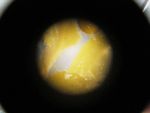  ( - RMNH.5017506)  @11 [ ] CreativeCommons - Attribution Non-Commercial Share-Alike (2015) Unspecified Naturalis Biodiversity Center