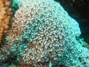  (Distaplia bermudensis - RMNH.5085922)  @11 [ ] CreativeCommons - Attribution Non-Commercial Share-Alike (2015) Unspecified Naturalis Biodiversity Center
