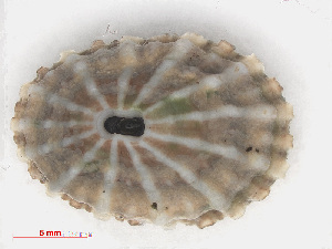  (Fissurella nodosa - RMNH.5017591)  @11 [ ] CreativeCommons - Attribution Non-Commercial Share-Alike (2015) Unspecified Naturalis Biodiversity Center
