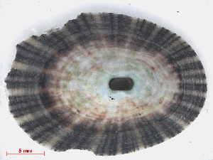  (Fissurella nimbosa - RMNH.5017593)  @11 [ ] CreativeCommons - Attribution Non-Commercial Share-Alike (2015) Unspecified Naturalis Biodiversity Center