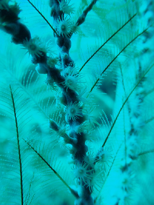  (Hydrozoanthidae - RMNH.5085993)  @11 [ ] CreativeCommons - Attribution Non-Commercial Share-Alike (2015) Unspecified Naturalis Biodiversity Center