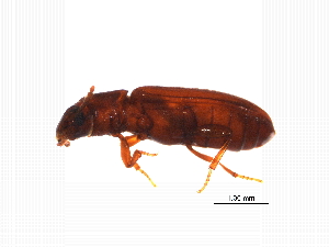  (Tribolium castaneum - MASGI-0251)  @14 [ ] CreativeCommons - Attribution (2014) Muhammad Ashfaq Centre for Biodiversity Genomics