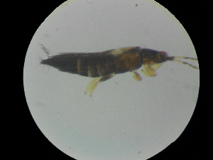  (Thrips andrewsi - NIBGE THR-00399)  @13 [ ] CreativeCommons - Attribution Non-Commercial Share-Alike (2012) Muhammad Ashfaq National Institute for Biotechnology and Genetic Engineering Faisalabad Pakistan