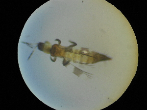  (Aeolothrips collaris - NIBGE THR-00449)  @13 [ ] CreativeCommons - Attribution Non-Commercial Share-Alike (2012) Muhammad Ashfaq National Institute for Biotechnology and Genetic Engineering Faisalabad Pakistan