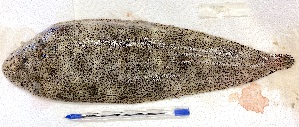  (Dagetichthys lusitanicus - Mau24-48)  @11 [ ] copyright © (2024) Nene Galle Kide Institut Superieur des Sciences de la Mer