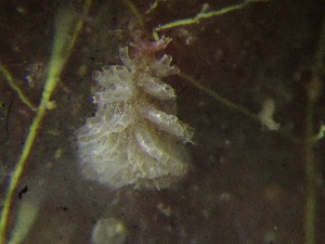  (Pycnoclavella aurilucens - MBA-220722-009A)  @11 [ ] Marine Biological Association (2022) Marine Biological Association Marine Biological Association