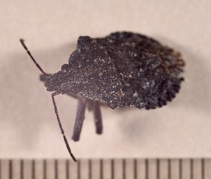  ( - SV-M-275)  @11 [ ] CreativeCommons  Attribution Non-Commercial Share-Alike (2025) Jen Bayer Silicon Valley Barcode of Life