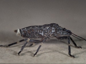  ( - SV-M-275)  @11 [ ] CreativeCommons  Attribution Non-Commercial Share-Alike (2025) Jen Bayer Silicon Valley Barcode of Life