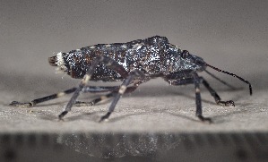  ( - SV-M-275)  @11 [ ] CreativeCommons  Attribution Non-Commercial Share-Alike (2025) Jen Bayer Silicon Valley Barcode of Life