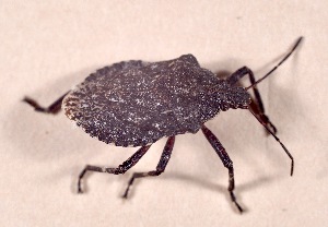  ( - SV-M-275)  @11 [ ] CreativeCommons  Attribution Non-Commercial Share-Alike (2025) Jen Bayer Silicon Valley Barcode of Life