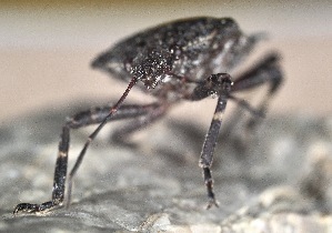  ( - SV-M-275)  @11 [ ] CreativeCommons  Attribution Non-Commercial Share-Alike (2025) Jen Bayer Silicon Valley Barcode of Life