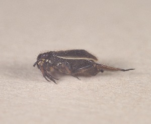  ( - SV-M-115)  @11 [ ] CreativeCommons  Attribution Non-Commercial Share-Alike  Silicon Valley Barcode of Life Silicon Valley Barcode of Life