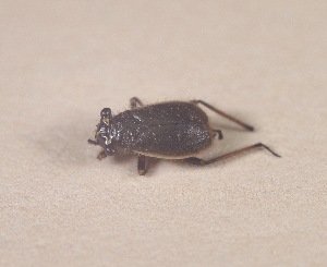  ( - SV-M-115)  @11 [ ] CreativeCommons  Attribution Non-Commercial Share-Alike  Silicon Valley Barcode of Life Silicon Valley Barcode of Life