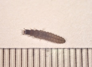  ( - SV-M-448)  @11 [ ] CreativeCommons  Attribution Non-Commercial Share-Alike (2025) Jen Bayer Silicon Valley Barcode of Life