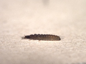  ( - SV-M-448)  @11 [ ] CreativeCommons  Attribution Non-Commercial Share-Alike (2025) Jen Bayer Silicon Valley Barcode of Life